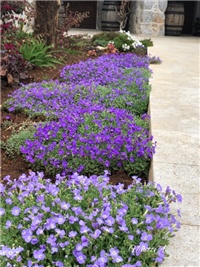 cc7b2efa-20190319 Aubretia.jpg